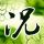大批韩国人来武汉赏樱